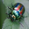 348440 – Photo : ANDRE LABETAA – France (66)
