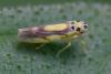 348432 – Photo : ANDRE LABETAA – France (66)
