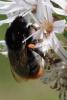 348119 – Photo : Olivier Pouvreau – France (86)