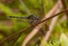 348696 – Photo : Lionel Casset – Gabon