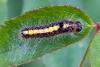 348831 – Photo : Jean-Claude Lablanquie – France (63)