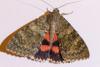 348901 – Photo : Jean-Claude Lablanquie – France (63)