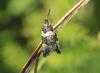 348214 – Photo : Philippe Fourtier – France (38)
