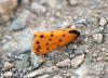 348608 – Photo : Philippe Fourtier – France (38)