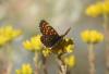 348682 – Photo : Philippe Fourtier – France (38)