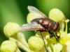 348889 – Photo : Volker – Allemagne