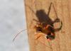 348417 – Photo : Christian Berquer – France (50)
