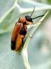348071 – Photo : Sylvain Fadda – France (13)