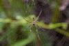 348186 – Photo : Lionel Casset – Gabon