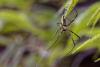 348185 – Photo : Lionel Casset – Gabon