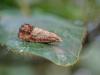 348448 – Photo : BourrinOman – France (83)