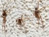 Philodromus sp.