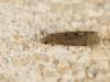348279 – Photo : Cédric Mondy – France (56)