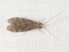 348083 – Photo : Cédric Mondy – France (56)