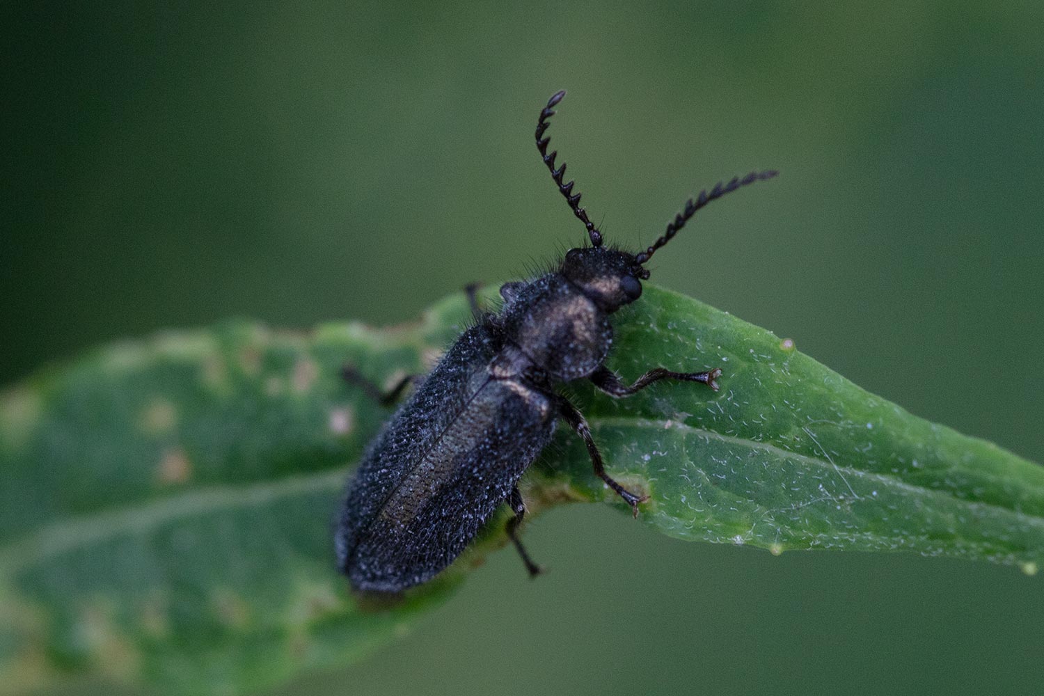 Pierre Duhem - Aplocnemus sp. - réf. 348436 (1500 x 1000 pixels, 172 ko)