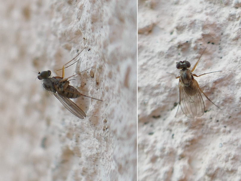 Bobabar - Medetera flavipes - réf. 348285 (810 x 608 pixels, 96 ko)