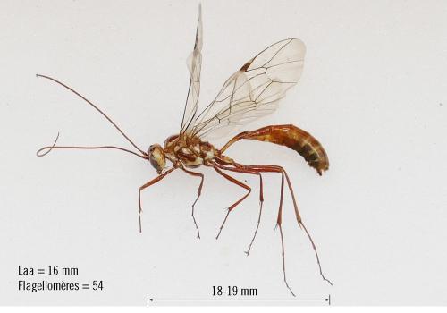 Ophion forticornis