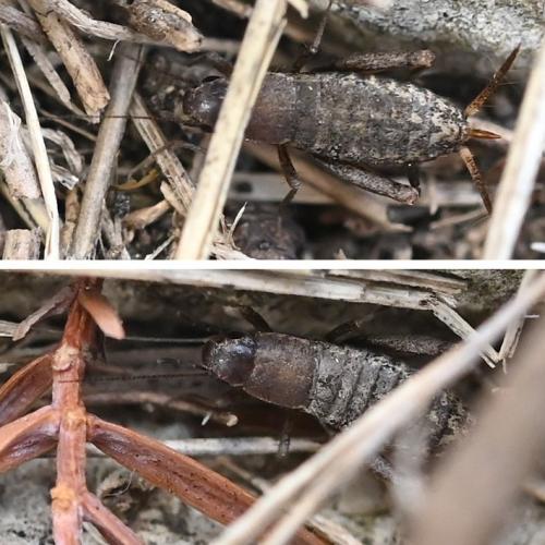 Paramogoplistes novaki