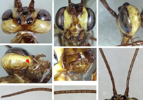 Ophion forticornis