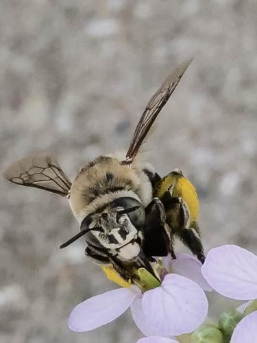 Réf. 349 978 : Amegilla quadrifasciata