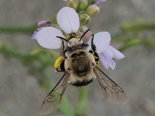 Réf. 349 979 : Amegilla quadrifasciata