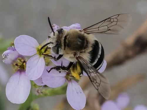 Réf. 349 980 : Amegilla quadrifasciata