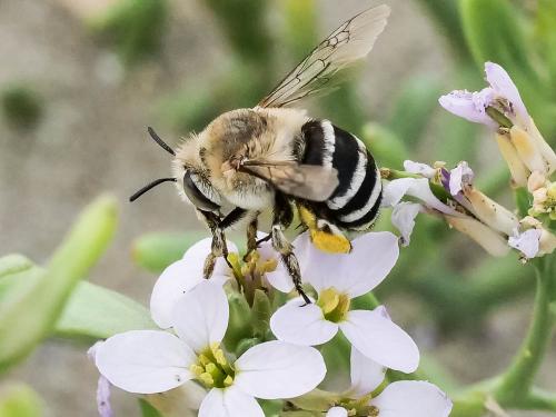 Réf. 349 982 : Amegilla quadrifasciata