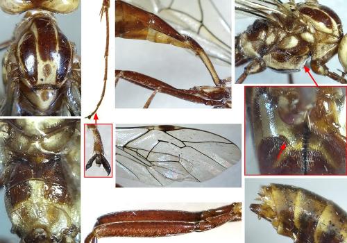 Ophion forticornis