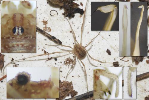 Réf. 349 325 : Odiellus sp.