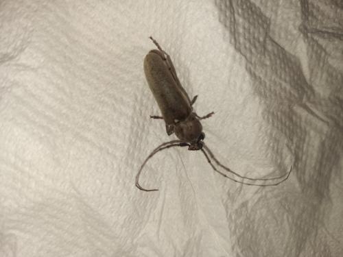 Hesperophanes sericeus