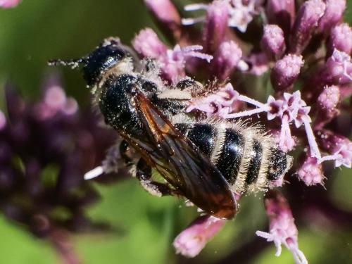 Réf. 349 260 : Colpa quinquecincta