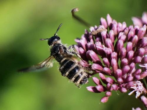 Réf. 349 262 : Colpa quinquecincta