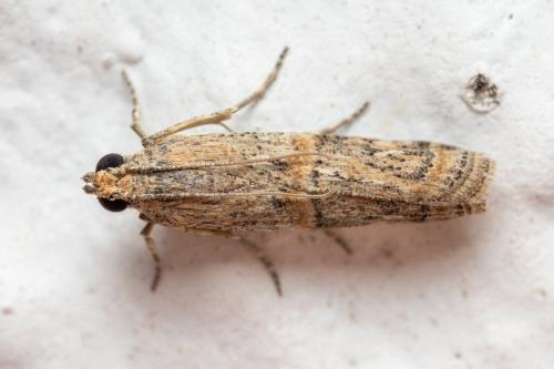 Réf. 349 142 : Ceutholopha isidis