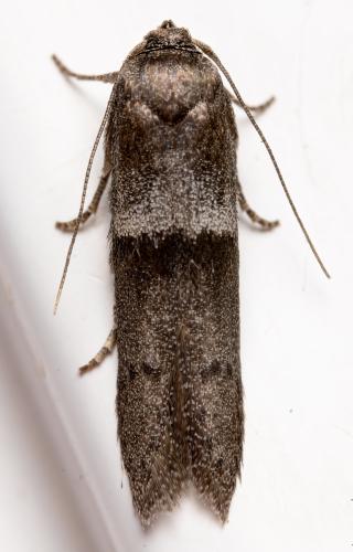 Réf. 349 200 : Blastobasis sp.