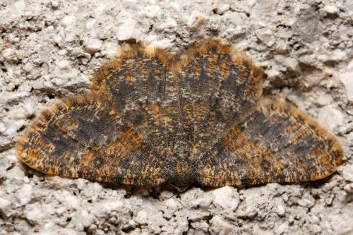 Charissa mucidaria