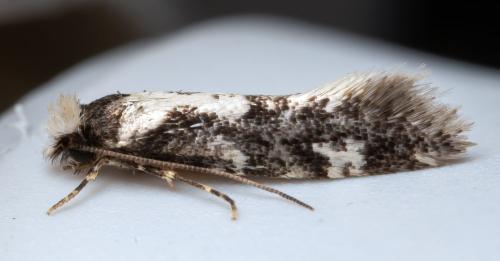 Réf. 349 376 : Neurothaumasia ankerella