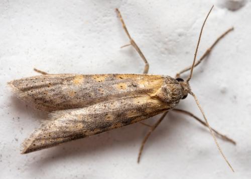 Oxypteron sp.
