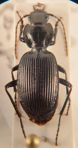 Réf. 349 231 : Licinus hoffmannseggi