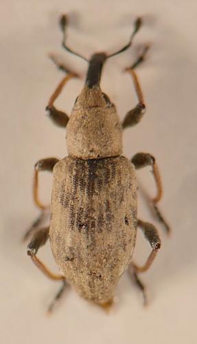 Réf. 349 230 : Bagous sp.