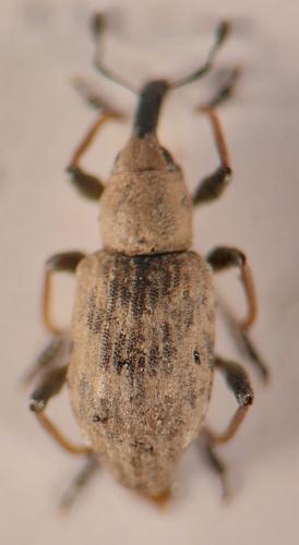 Réf. 349 229 : Bagous sp.