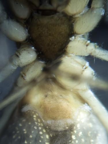 Réf. 349 104 : Tetragnatha dearmata