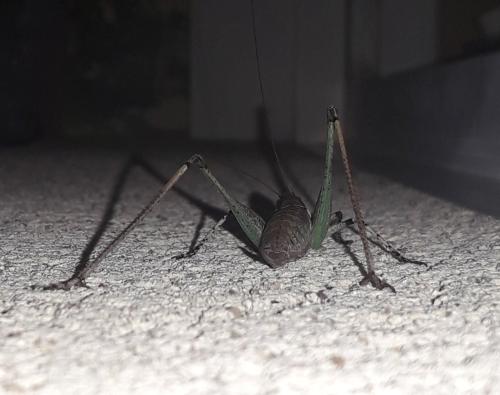 Rhacocleis annulata