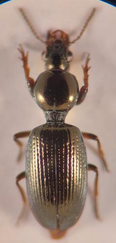 Réf. 349 220 : Dyschirius sp.