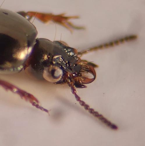 Réf. 349 222 : Dyschirius sp.