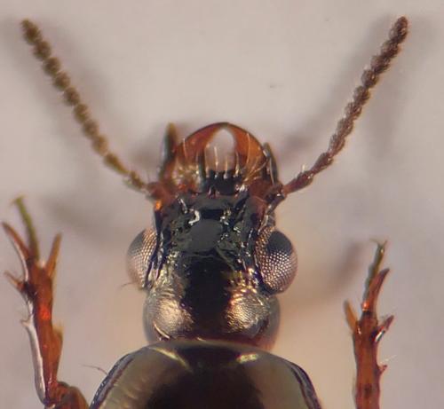 Réf. 349 221 : Dyschirius sp.
