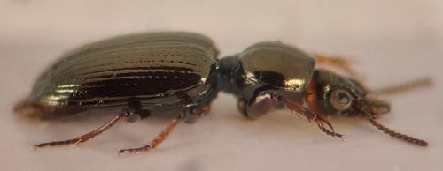 Réf. 349 223 : Dyschirius sp.