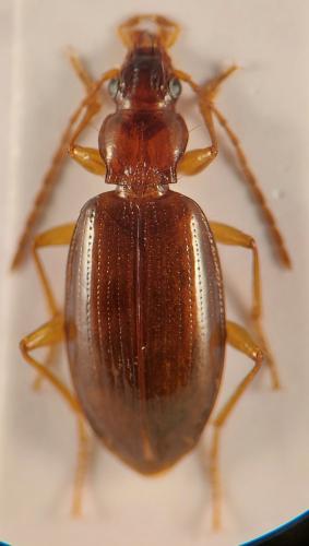 Réf. 349 224 : Sinechostictus doderoi