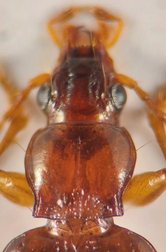 Réf. 349 225 : Sinechostictus doderoi