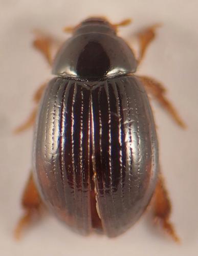 Réf. 349 226 : Trachyscelis aphodioides