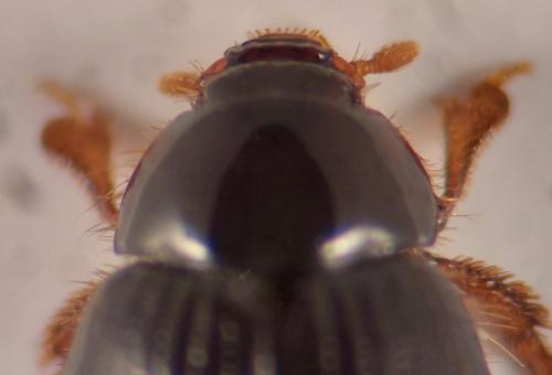 Réf. 349 227 : Trachyscelis aphodioides